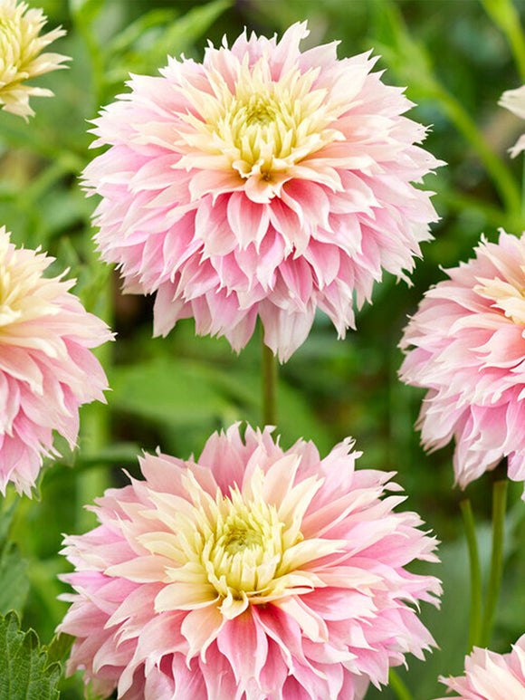 Buy Dahlia Pink Impact Tubers