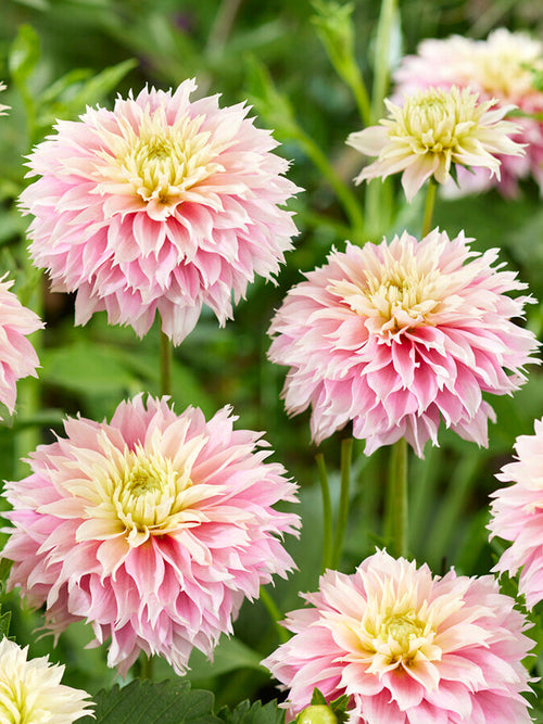 Dahlia Pink Impact EU shipping in the spring