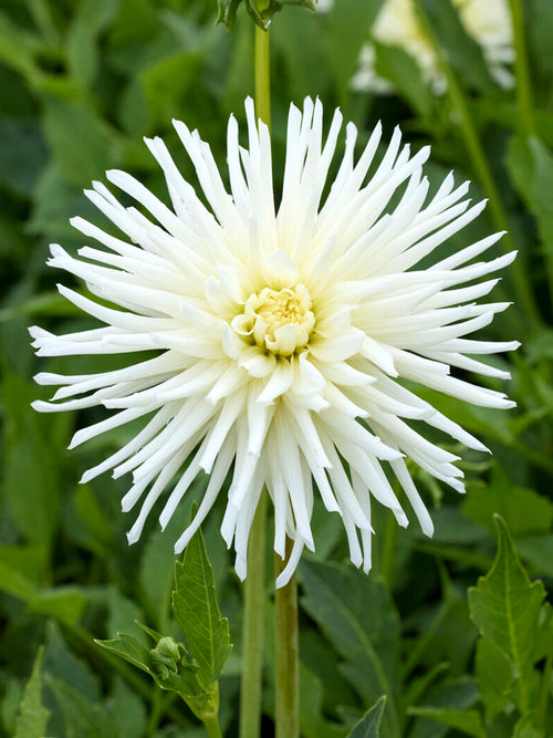 White cactus dahlia Playa Blanca bloom