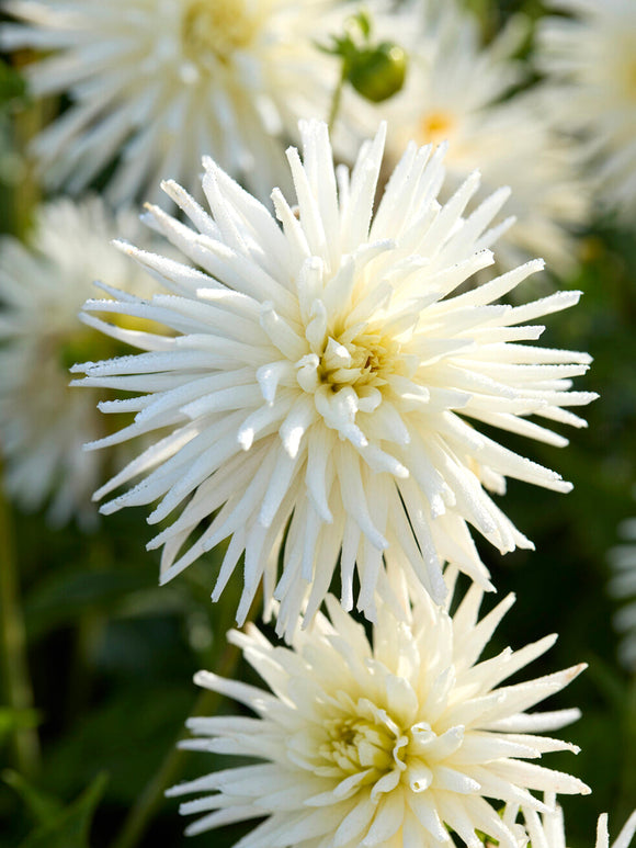 Close-up spiky white Playa Blanca dahlia