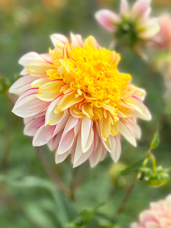 Open-centred anemone Dahlia ‘Polka’ blossom