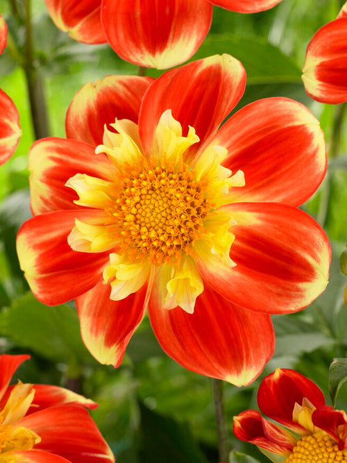 Dahlia Pooh tubers