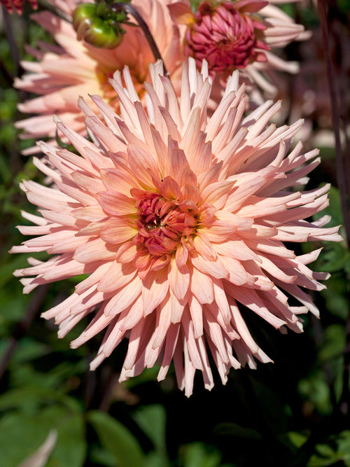 Dahlia Preference bloom in pink tones