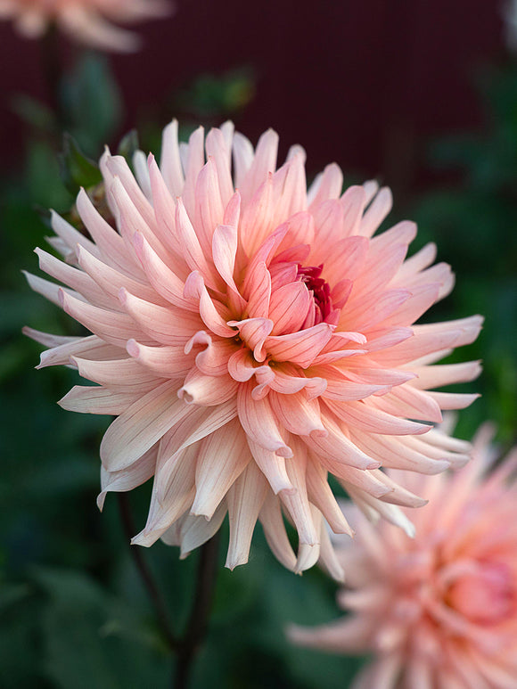 Pastel petals of Dahlia Preference