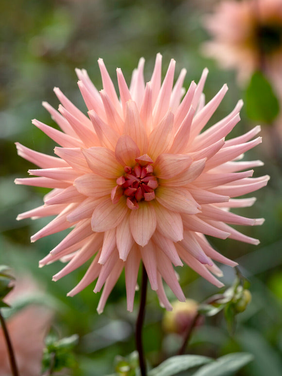 Dahlia Preference bloom