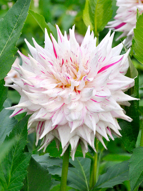 Close-up of Dahlia Prince Valiant dinnerplate flower showing streaked petals