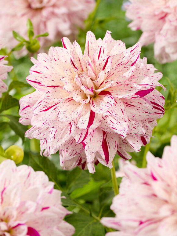 Dahlia Prince Valiant large pink and lilac bloom with bright pink streaks