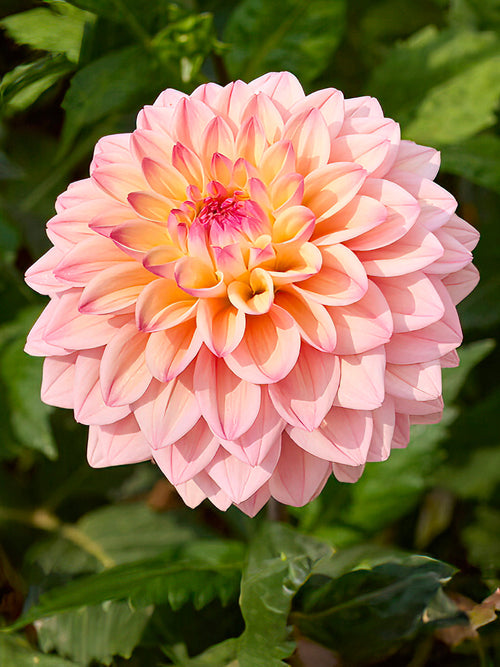 Dahlia ‘Princesse Elisabeth’ salmon-pink bloom close-up
