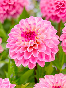 Dahlia Princess Laetitia