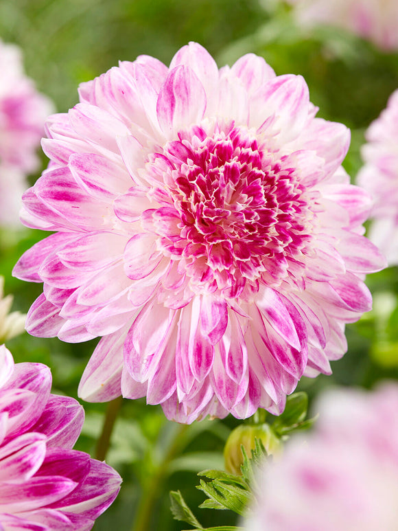 Anemone dahlia Que Sera in soft lilac tones