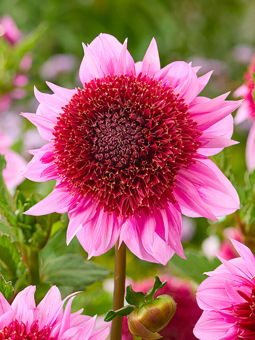 Pink and cream Dahlia ‘Raspberry Puff’ flower