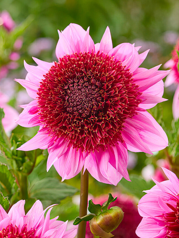 Pink and cream Dahlia ‘Raspberry Puff’ flower