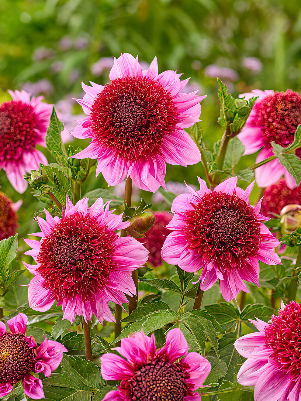 Dahlia Raspberry Puff Dahlia ‘Raspberry Puff’ | Anemone Dahlia | DutchGrown™
