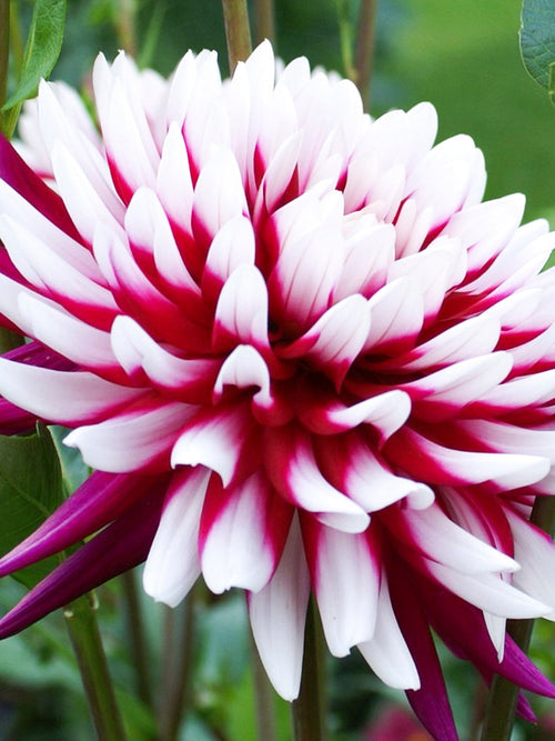 Dahlia Rebecca's World Tubers from Holland