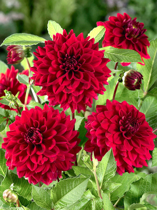 Dahlia Red Runner from Holland
