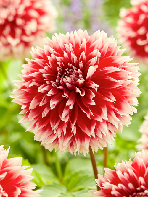 Crimson red dahlia with feathered petals