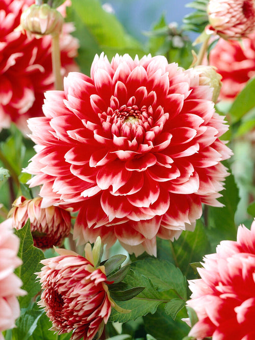 Close-up fimbriata dahlia with white tips