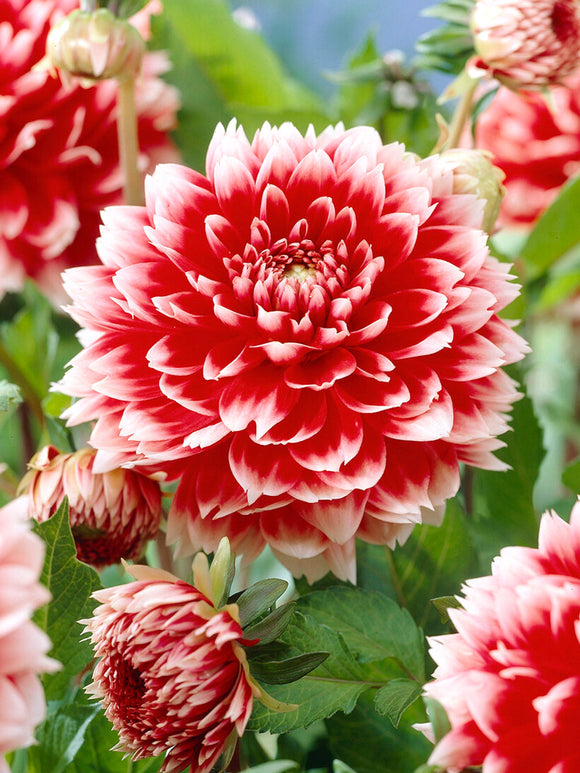 Close-up fimbriata dahlia with white tips