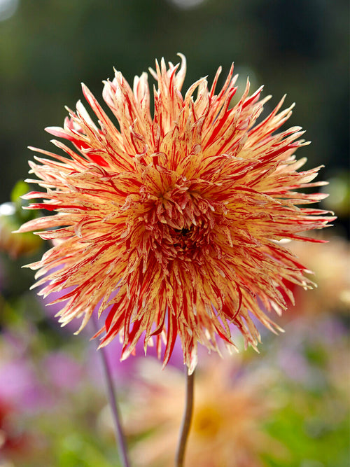 Fimbriata dahlia Firecracker orange red bloom