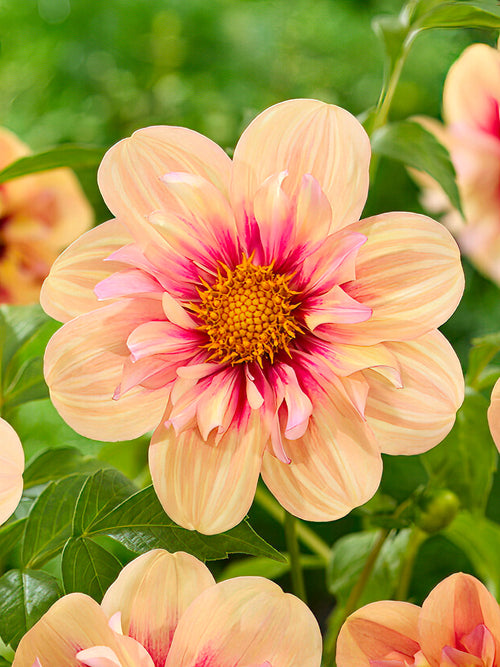 Collarette Dahlia ‘Rhubarb and Custard’