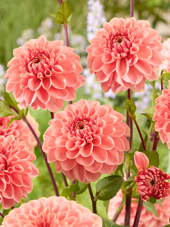 Romantic peach dahlia in summer border