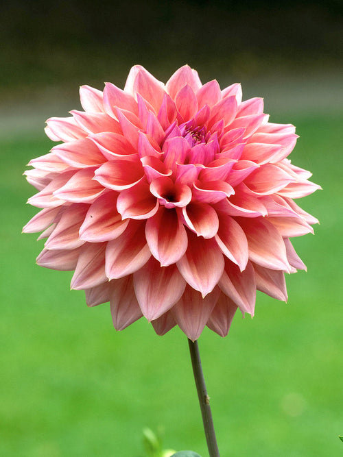 Close-up layered petals of Romance dahlia