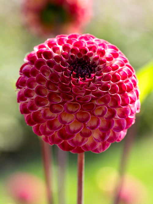 Dark pompon dahlia Ryecroft Blackberry bloom