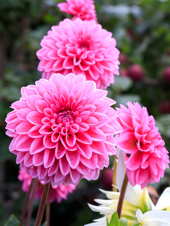 Buy Dahlia Sandra Tubers for spring planting 
