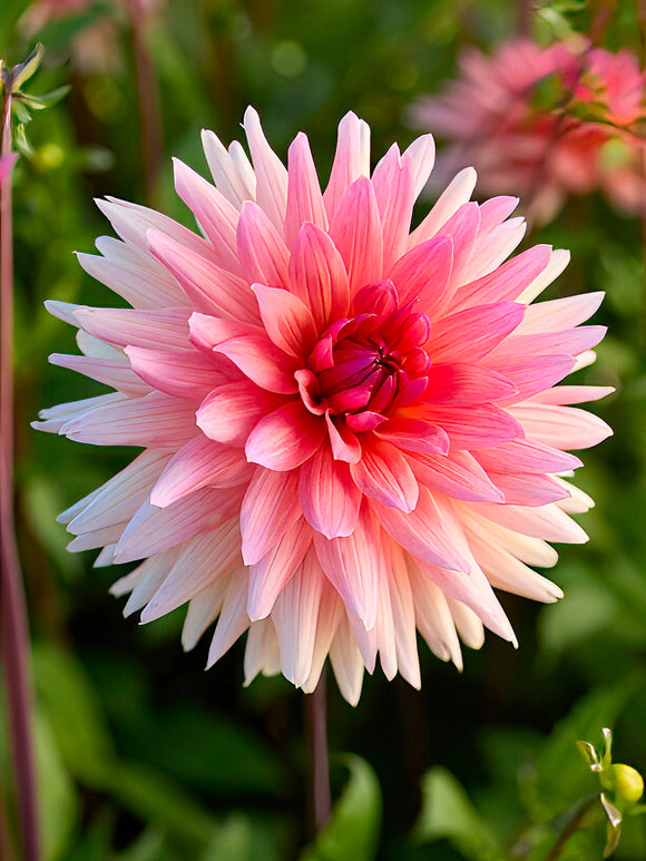 Large salmon-pink Dahlia ‘Schneckenstein’ flower