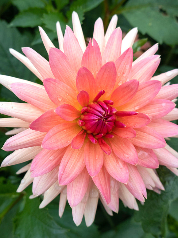 Dahlia Schneckenstein