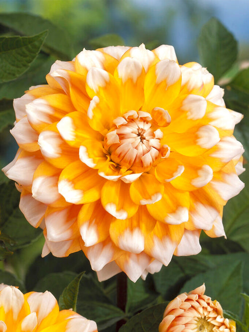 Dahlia Seattle tubers from Holland