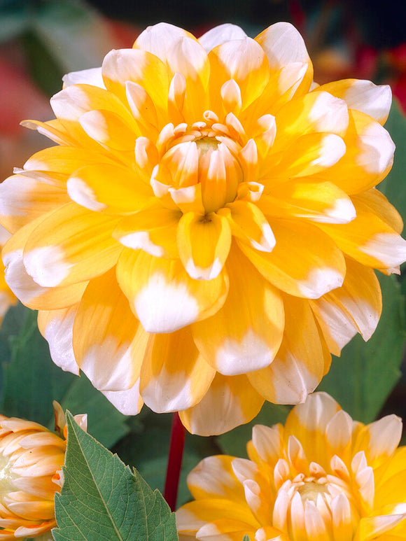 Buy Dahlia Seattle for EU delivery