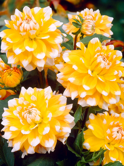 Dahlia Seattle Tubers for spring planting 