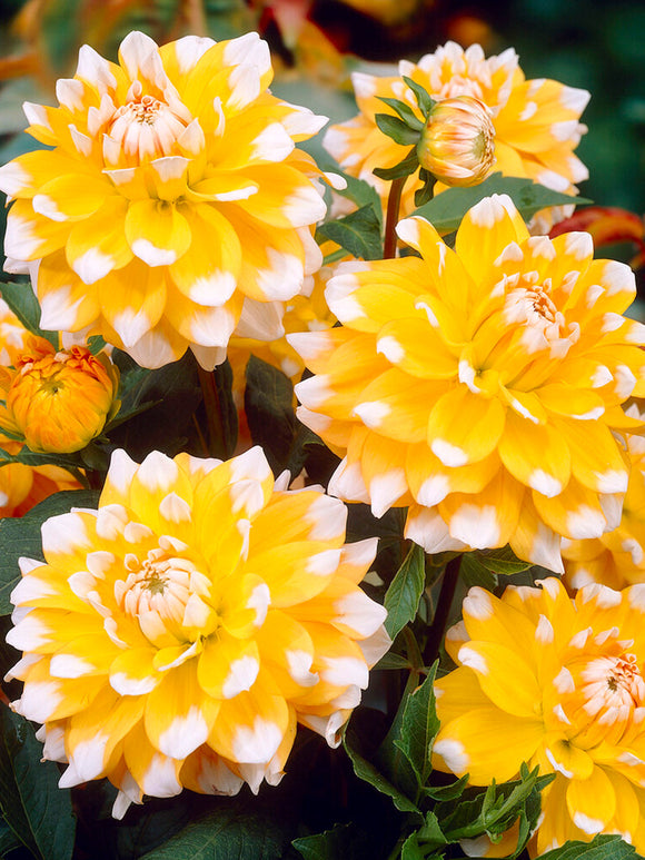 Dahlia Seattle Tubers for spring planting 