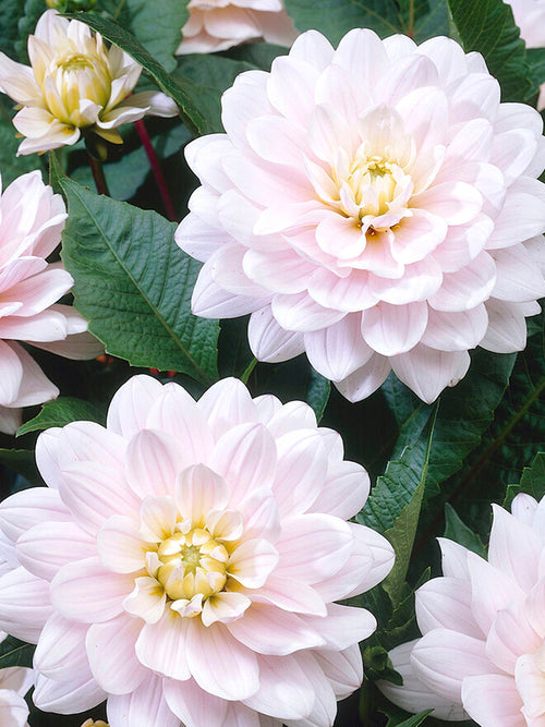 Buy Dahlia Silver Years EU delivery