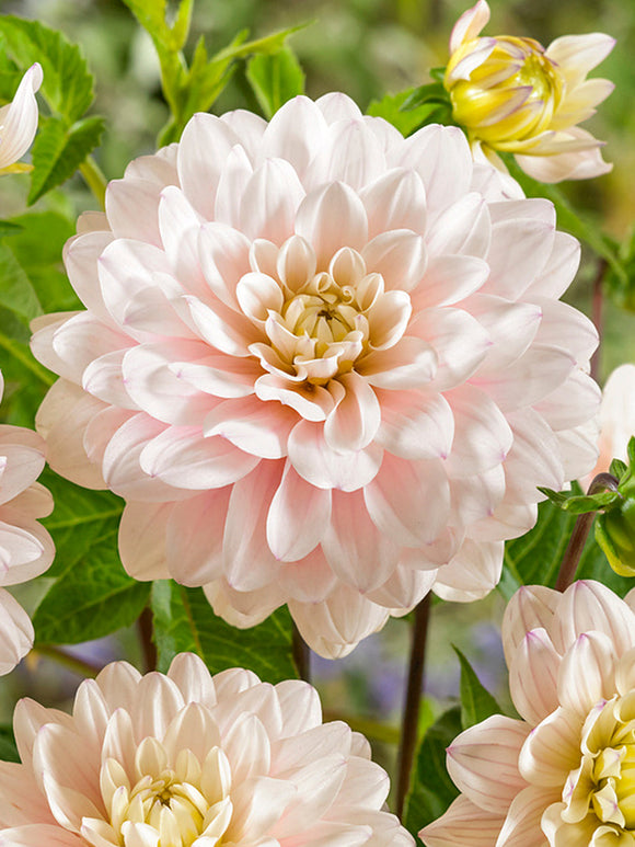 Buy Dahlia Silver Years Tubers