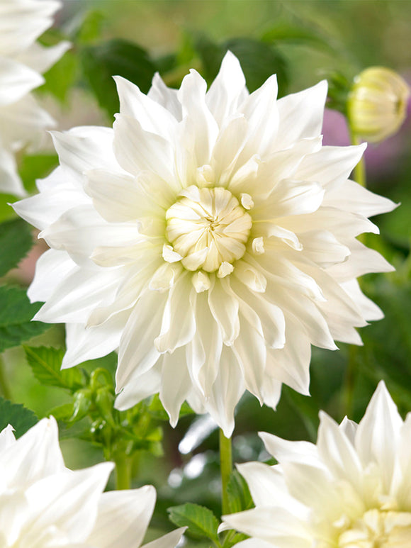 Dahlia Snowbound Tubers white blooms