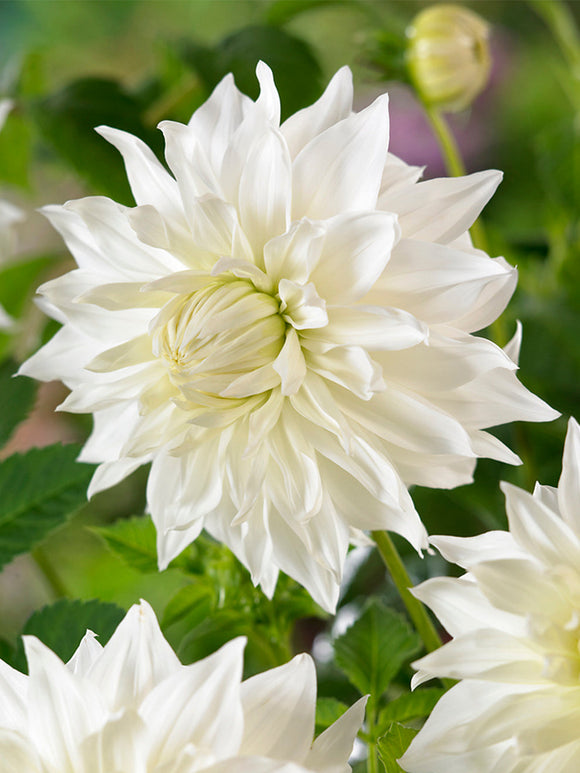 Buy Dahlia Snowbound for spring planting 