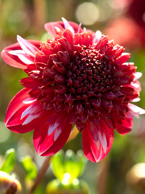 Buy Dahlia Speech Tubers from Holland