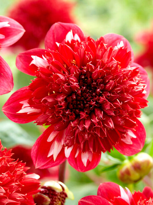 Anemone Dahlia Speech tubers