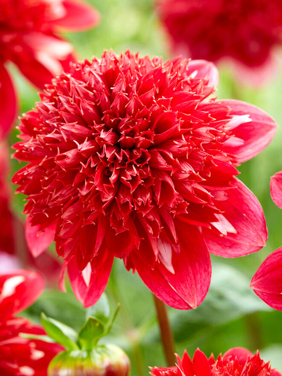 Dahlia Speech order online for EU delivery