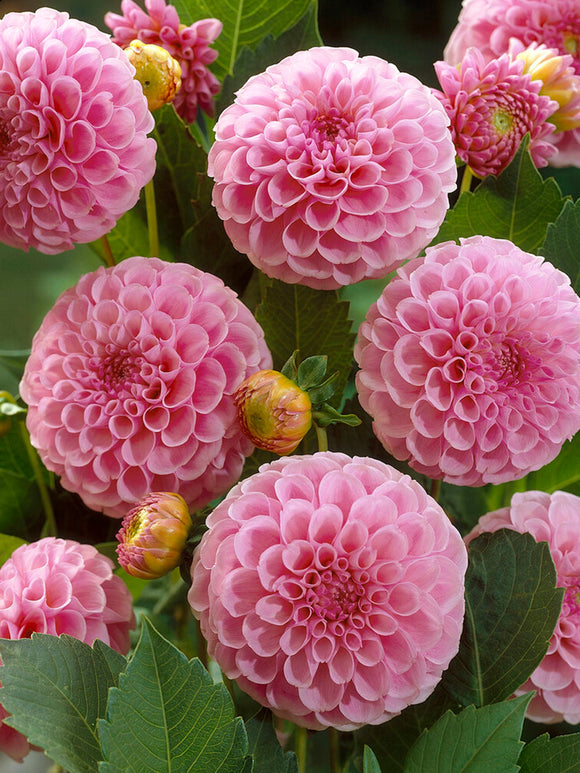 Dahlia Stolze von Berlin for spring planting