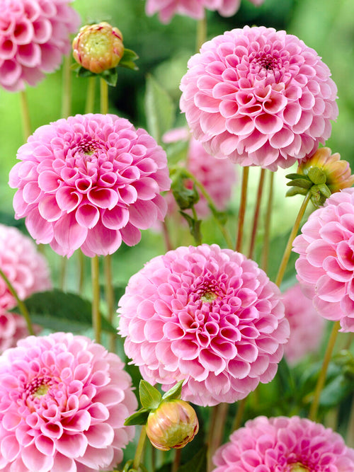 Buy Dahlia Stolze von Berlin Tubers EU delivery