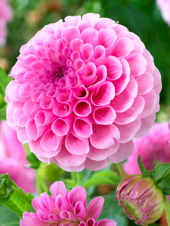 Dahlia Stolze von Berlin pink