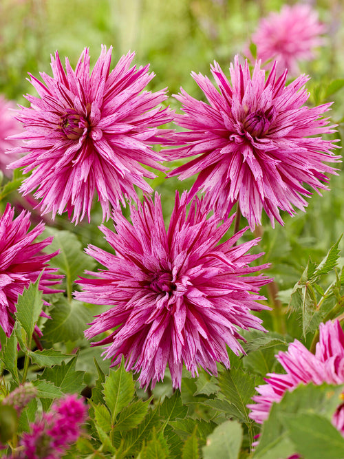 Spiky cactus dahlia with magenta markings
