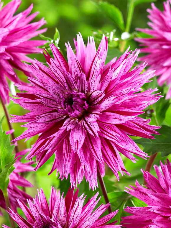 Lavender pink striped cactus dahlia bloom close-up
