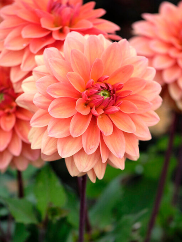 Buy Dahlia Summer Flame Tubers