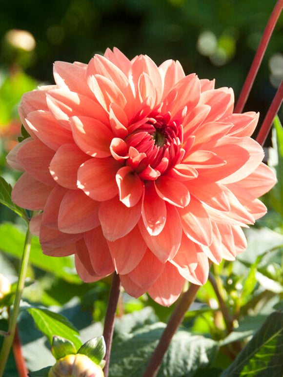 Dahlia Summer Flame Tubers