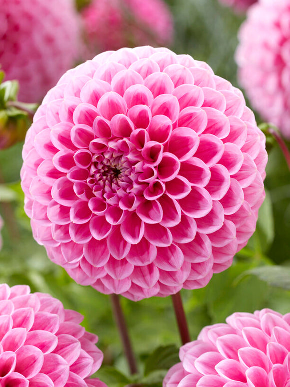 Pink Dahlia Sweet Fabienne