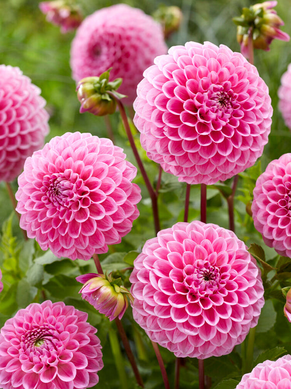 Buy Dahlia Sweet Fabienne Tubers